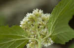 Mapleleaf viburnum